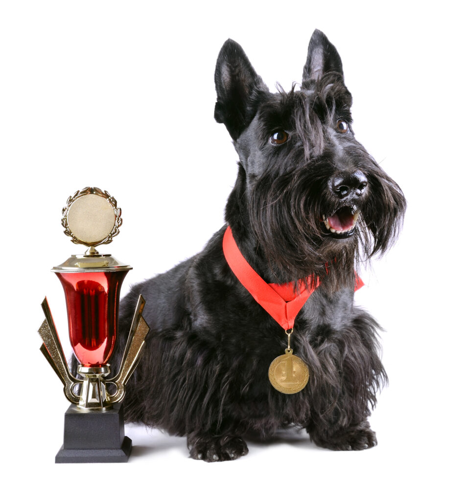 Scotch terrier with gold medal and winner cup on a white background